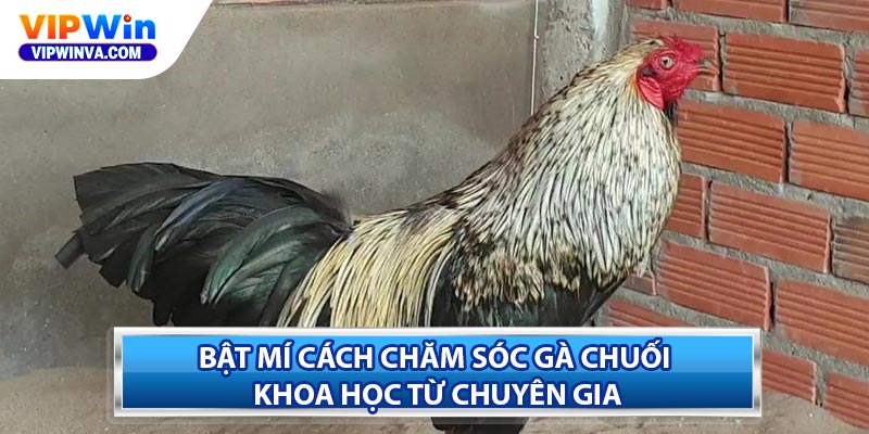 Bật Mí Cách Chăm Sóc Gà Chuối Khoa Học Từ Chuyên Gia